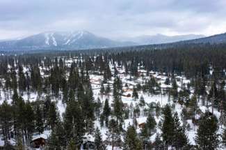 Pine Forest